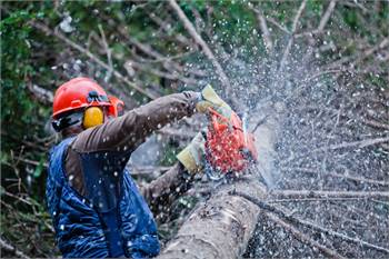 Tree Removal Chandler AZ